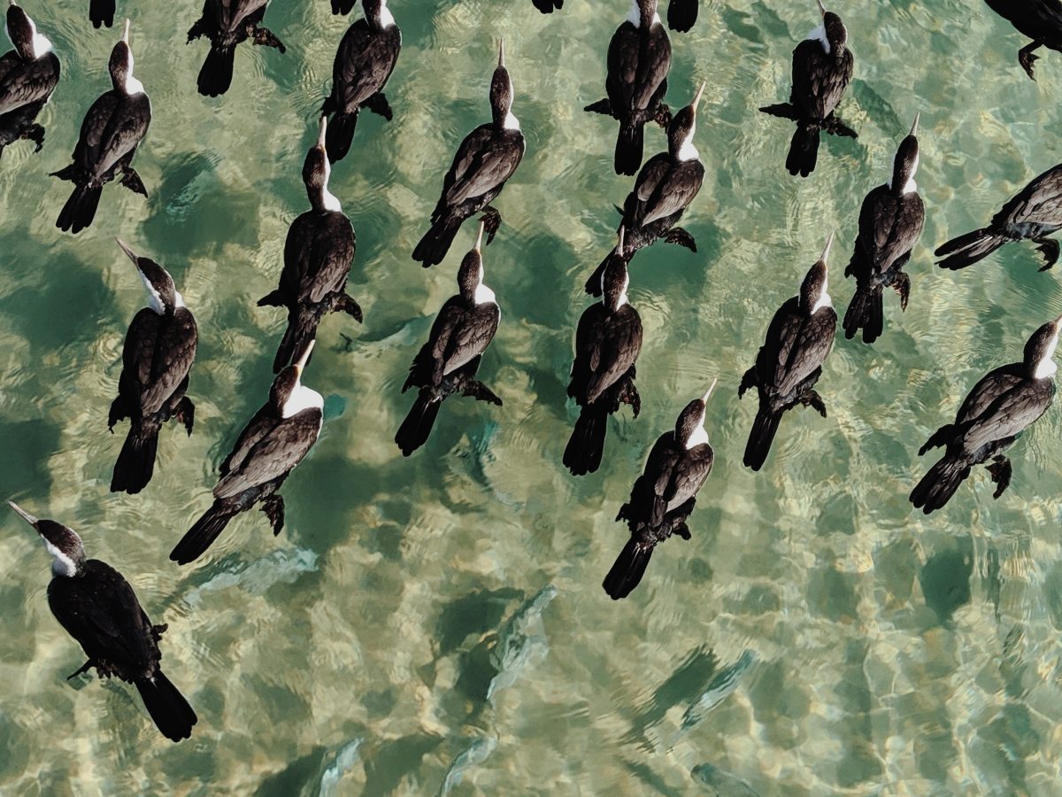 Sueño con fauna y&nbsp;androides