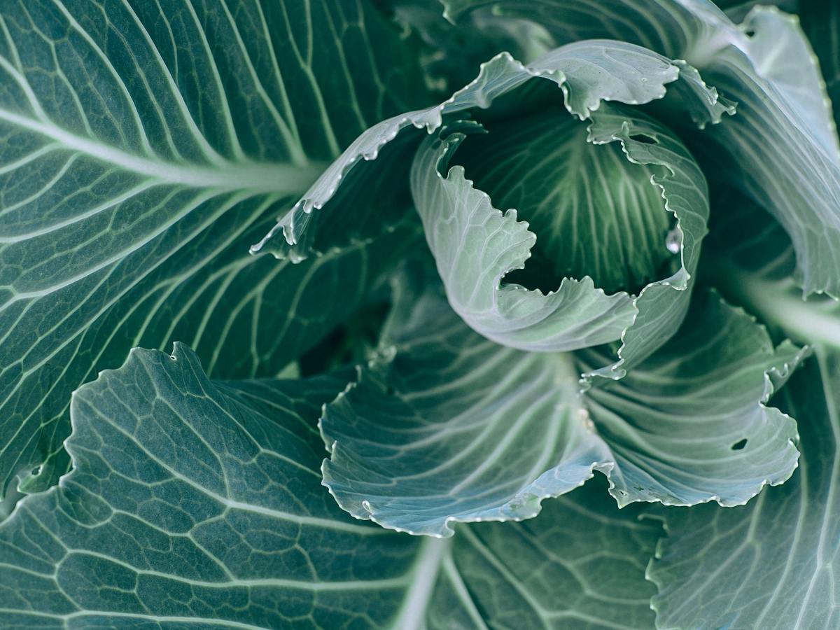 Sueño con jardín&nbsp;encantado